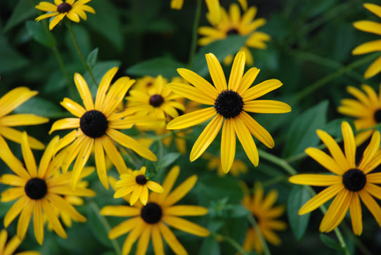 Black Eyed Susan