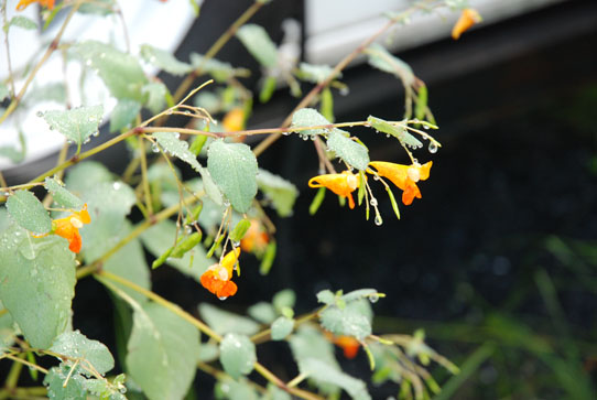 Jewel Weed, or Poppies?