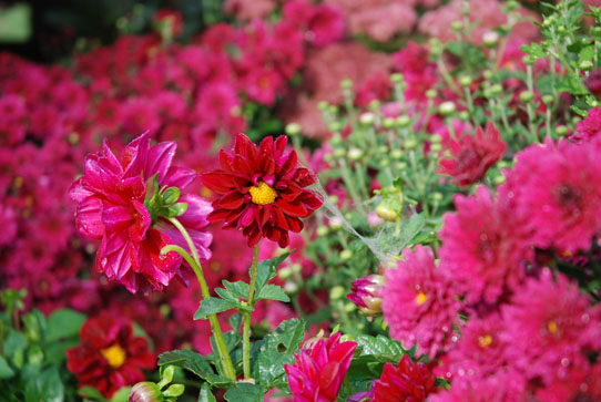 Flowers and cobwebs with dew
