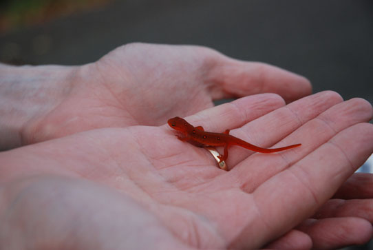 salamander_hand Salamander in hand