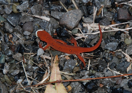 salamander_stones Salamander