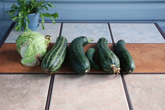 zucchini Big zucchini