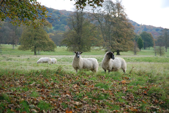 Sheep at Chatsworth Sheep at Chatsworth