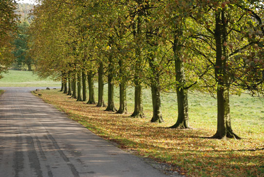 Trees at Chatsworth Trees at Chatsworth