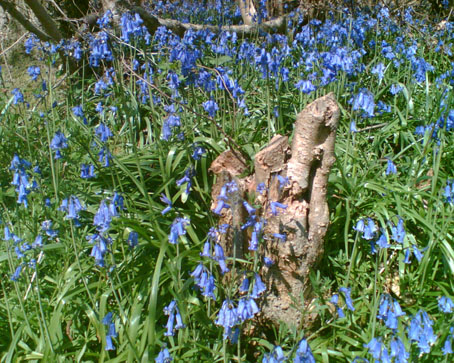 spring_forward Bluebells