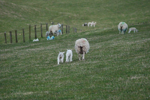 sheep_1 Sheep walking away