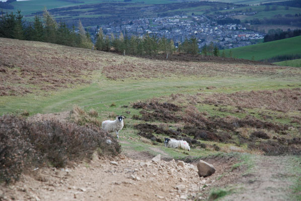 sheep_3 Tresspassing on sheep territory