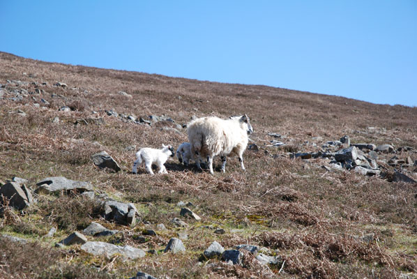 shhep_2 More sheep walking away