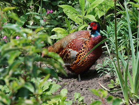 pheasant_close_up Pheasant